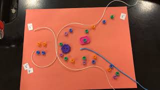 DNA Replication Stop Motion