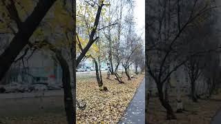 Архангельск👍Осень🍁вечер  Проспект Обводный канал #архангельск #север #осень #россия #арктика #shorts