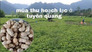 Thương hiệu đất lạc lớn nhất tuyên quang