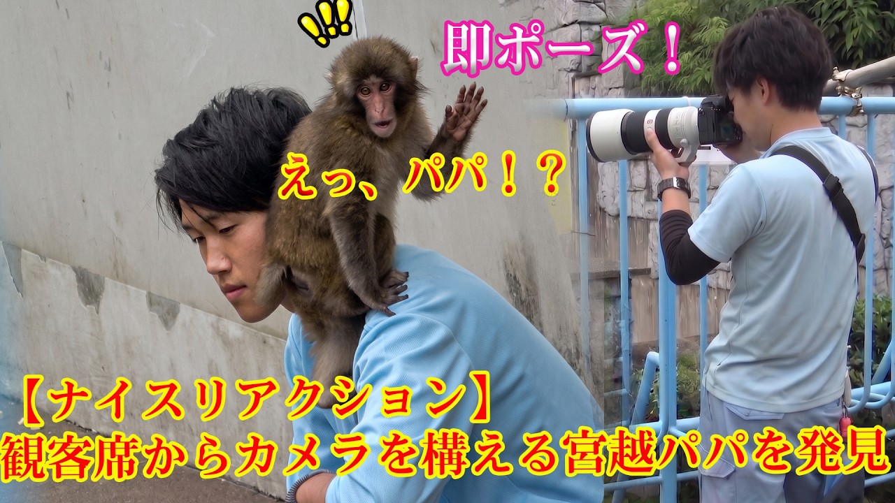 2026年6月12日 パンチくん🐵観客席のパパに驚愕…からの「秒で」モデル