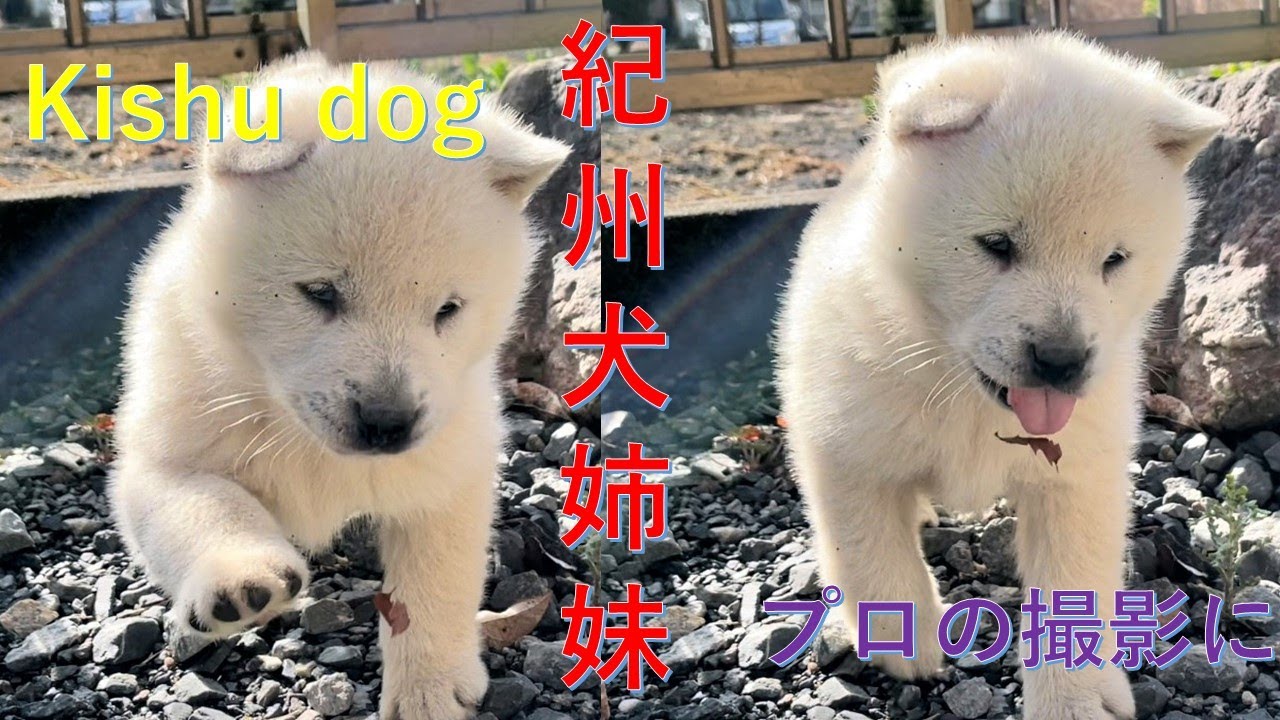 紀州犬姉妹カレンダー撮影に挑戦 ※Kishu dog sister calendar shooting