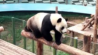 Panda 2021061602