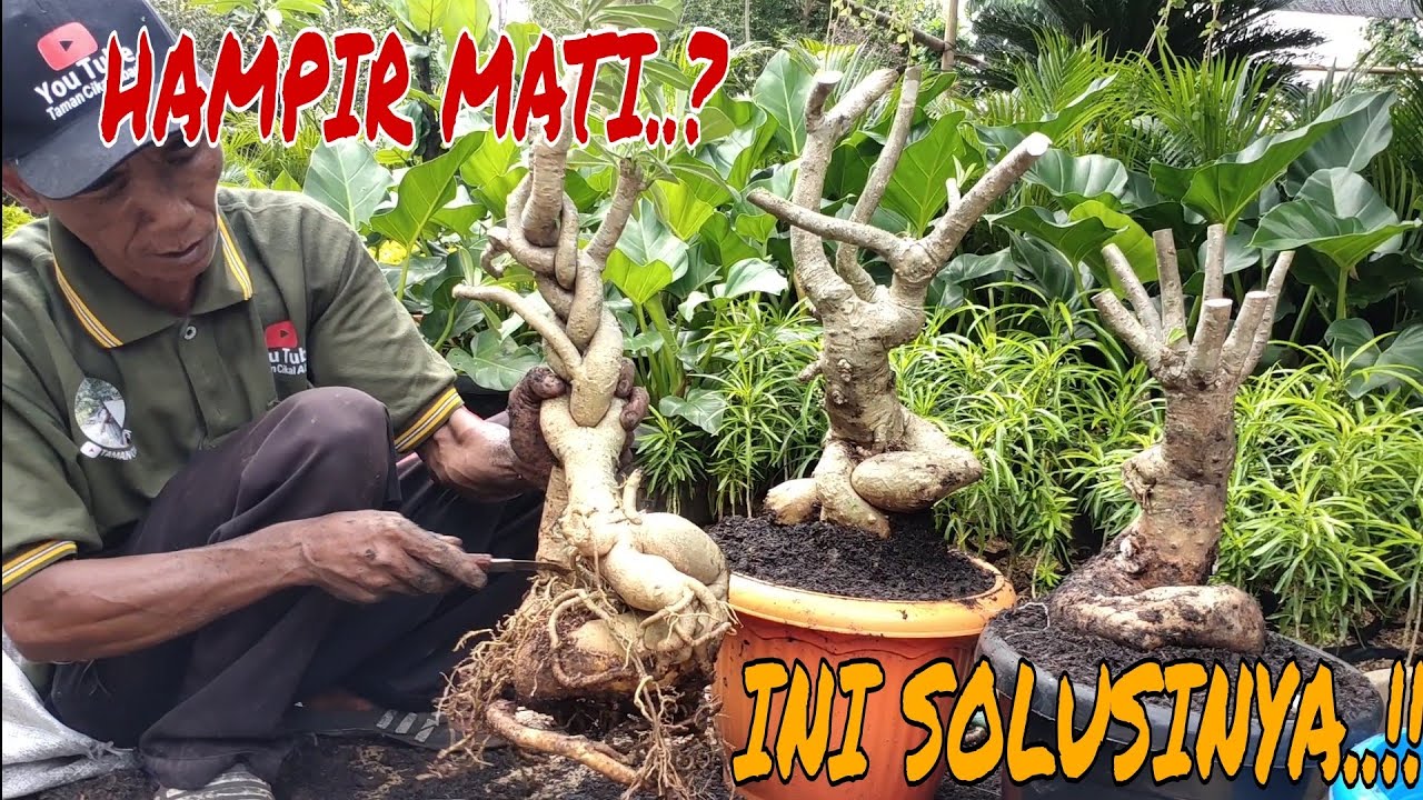 CARA MERAWAT BONSAI KAMBOJA JEPANG !! BONGKAR TOTAL !!