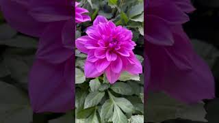 #shorts | #임영웅 | #연모 | #다알리아 | #식물 | #가드닝