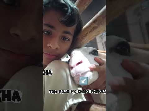 tum bhi chke gaye #qurbani#emotional