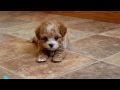 Maltipoo Puppies For Sale Near Me