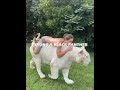 "This Man Lives with wild animals🐯😱" #shortsfeed #pets #edit