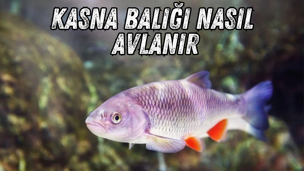 LRF İLE KASNA AVI !! KASNA NASIL TUTULUR NELERE DİKKAT ETMEK GEREKLİ !! MERA NASIL OLMALI ?