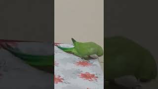 Cute parrot video|Funny parrot #youtubeshorts #cute #trending #parrot #like #song #funny #music