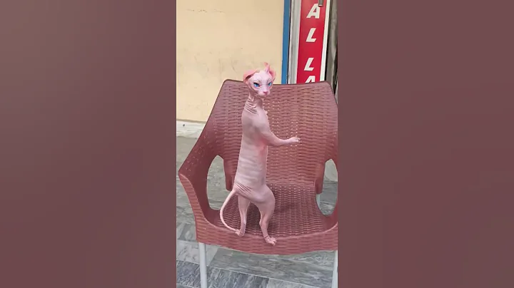 Video 11820751: sphynxcat dancing cats