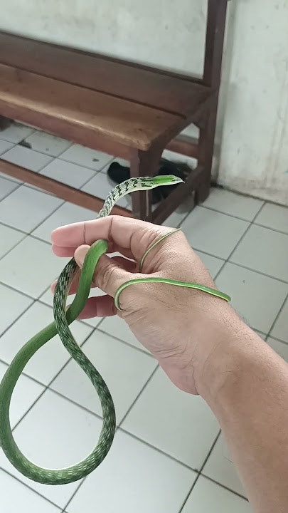Snake Top #snake #snake #triokrucil