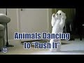 Animals dancing to saltnpepas push it