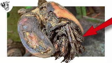 KERATIN FINGERS hanging out of a COW