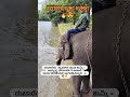 ಅಯ್ಯಪ್ಪ ಯಂಗ್ ಕುಮ್ಕಿ 😍🔥|#elephant #shorts #shortvideo #viralvideos #viral #followme #follow #zoo