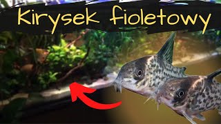 Kirysek Fioletowy Corydoras Leucomelas W Moim Akwarium
