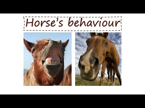 Comportamento equino: come ci percepiscono i cavalli - Studenti di veterinaria