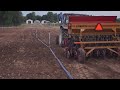 Planting zinniascut flowers