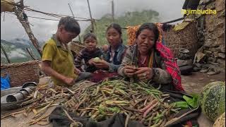 farmers task during crops harvesting || lajimbudha ||