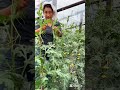 Watermelon Farming Techniques #farmingtips #agricultural #gardeningtips
