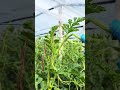 Watermelon Farming Techniques #farmingtips #agricultural #gardeningtips
