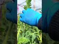 Watermelon Farming Techniques #farmingtips #agricultural #gardeningtips
