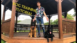 Training your dogs starting from the basics.
