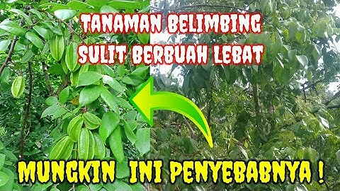 Beberapa cara agar belimbing mudah berbuah dan apa penyebabnya