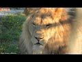 Угощаем львов в компании с ПАПОЙ ОБЕЗЬЯНЫ 🐵👍🏻Тайган. Lions life in Taigan.