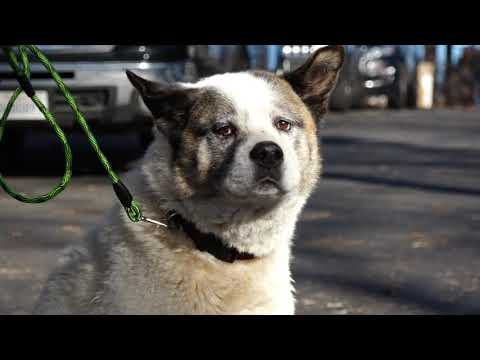 Camp Fire: Family reunited with dog 101 days after Camp Fire | RAW