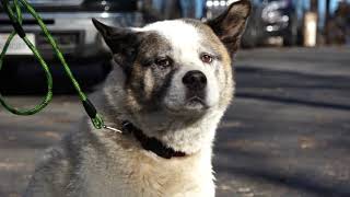Camp Fire: Family reunited with dog 101 days after Camp Fire | RAW Camp Fire: Family reunited with dog 101 days after Camp Fire | RAW