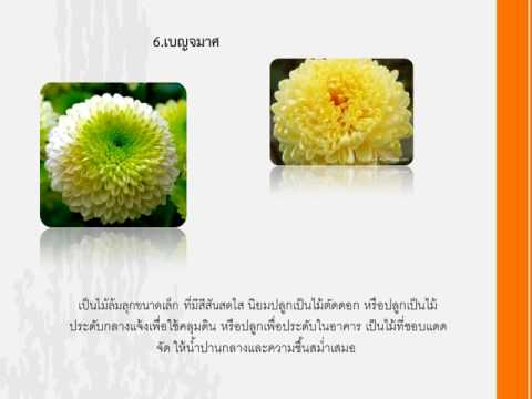 10ดอกไม้ที่อันตรายที่สุดในโลก