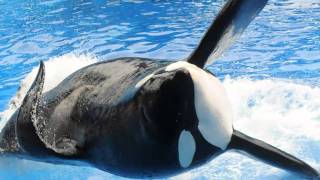 Tilikum rejoins SeaWorld show Net Worth