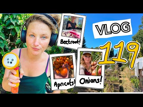 #119 - It's HOT! Late Seed Sowing and harvesting Apricots, Onions and Beetroot || Plot 37
