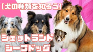 【犬の種類を知ろう】シェットランド・シープドッグ