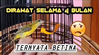 SOGON YANG BELI OMBYOKAN TERNYATA BETINA 😞