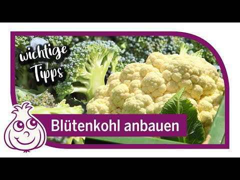 Video: Blumenkohlpflanzen schützen: Wie man Blumenkohlpflanzen im Garten schützt