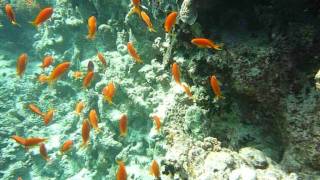 El Gouna 2011