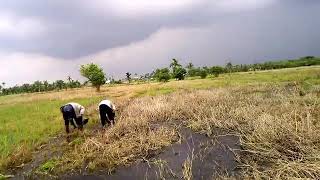 Cara Orang Indragiri Hilir Menanam Padi Cara Nanam Padi