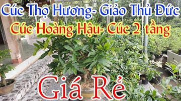 Mai Cúc Thọ Hương, Giảo Thủ Đức, Cúc Hoàng Hậu, Cúc 2 tầng | mai vàng giá rẻ | báo giá mai vàng