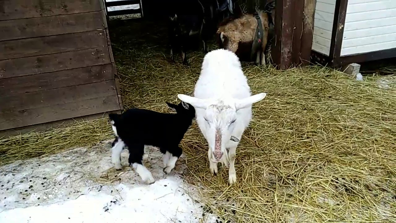 Окот козы в домашних условиях