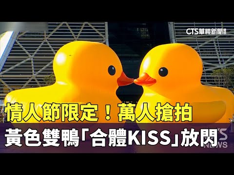 情人節限定！ 黃色雙鴨「合體KISS」放閃 萬人搶拍｜華視新聞 20240214