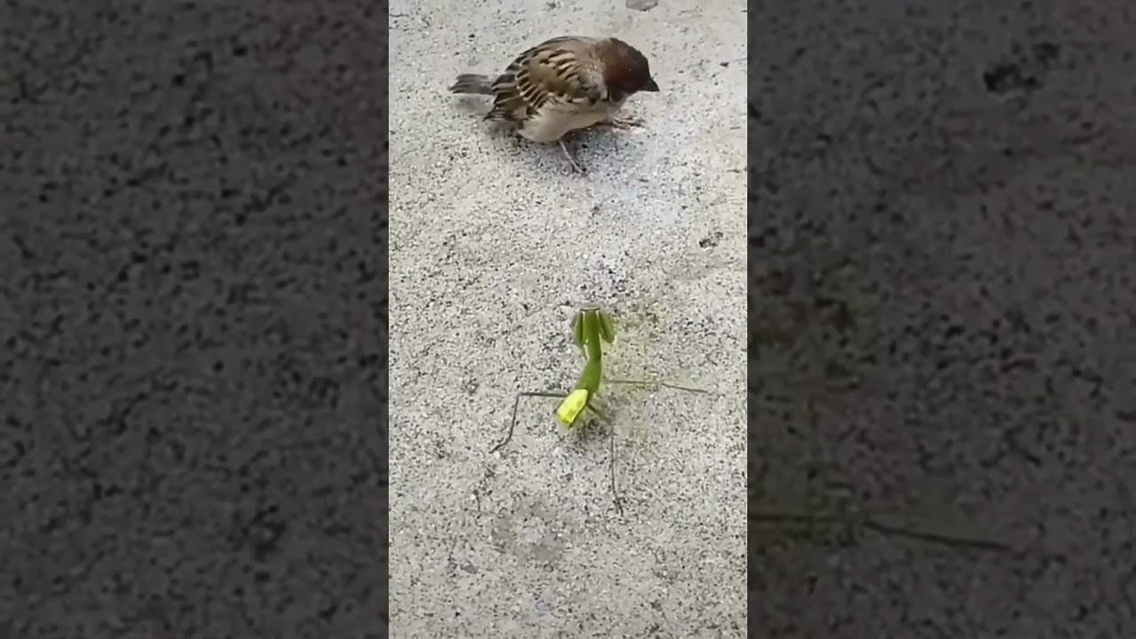 Fighting | funny | comedy | bird fight with 🦗 