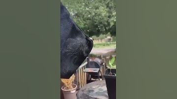 ARP WITH SHELL CATCHER #youtubeshorts #shorts