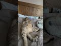 Люблю себе #котик #лебігаміша