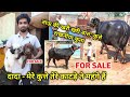 ताऊ की खरी खरी बात, कुते राखनिया भी कुत्ता || दादा vs पोता || FOR SALE - DOG, CALF BULL, BUFFALO