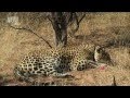 09. Царство гепардов / Cheetah Kingdom