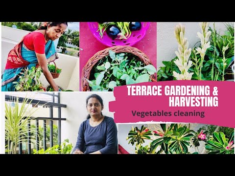 Terrace Gardening Vegetables Harvesting In Telugu Myself Sailaja You Terrace Gardening Vegetables, How To Set Up Terrace Garden In Telugu
