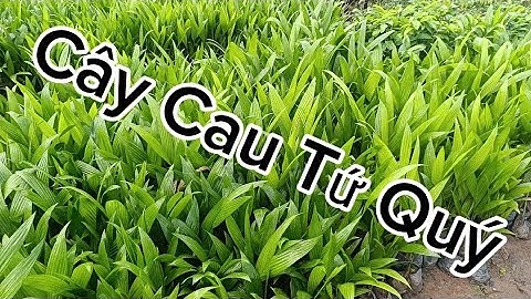 Giống Cây Cau Tứ Quý Siêu Kinh Tế Mà Bà Con Nên Trồng Trong Năm 2025-2026
