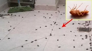 Jak se zbavit malých švábů?