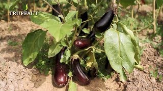 Comment Pincer Des Aubergines ? - Truffaut Comment Pincer Des Aubergines ? - Truffaut